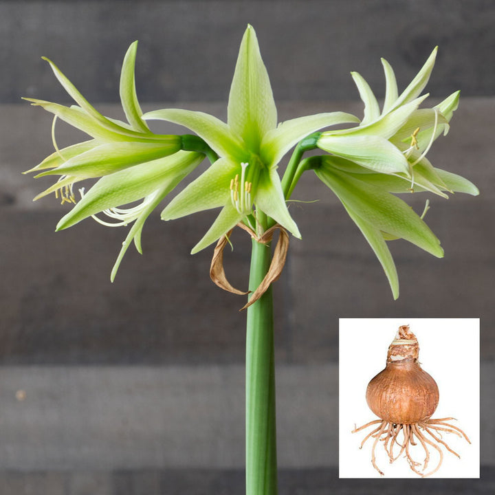 Amaryllis 'Evergreen,' one bulb in linen bag