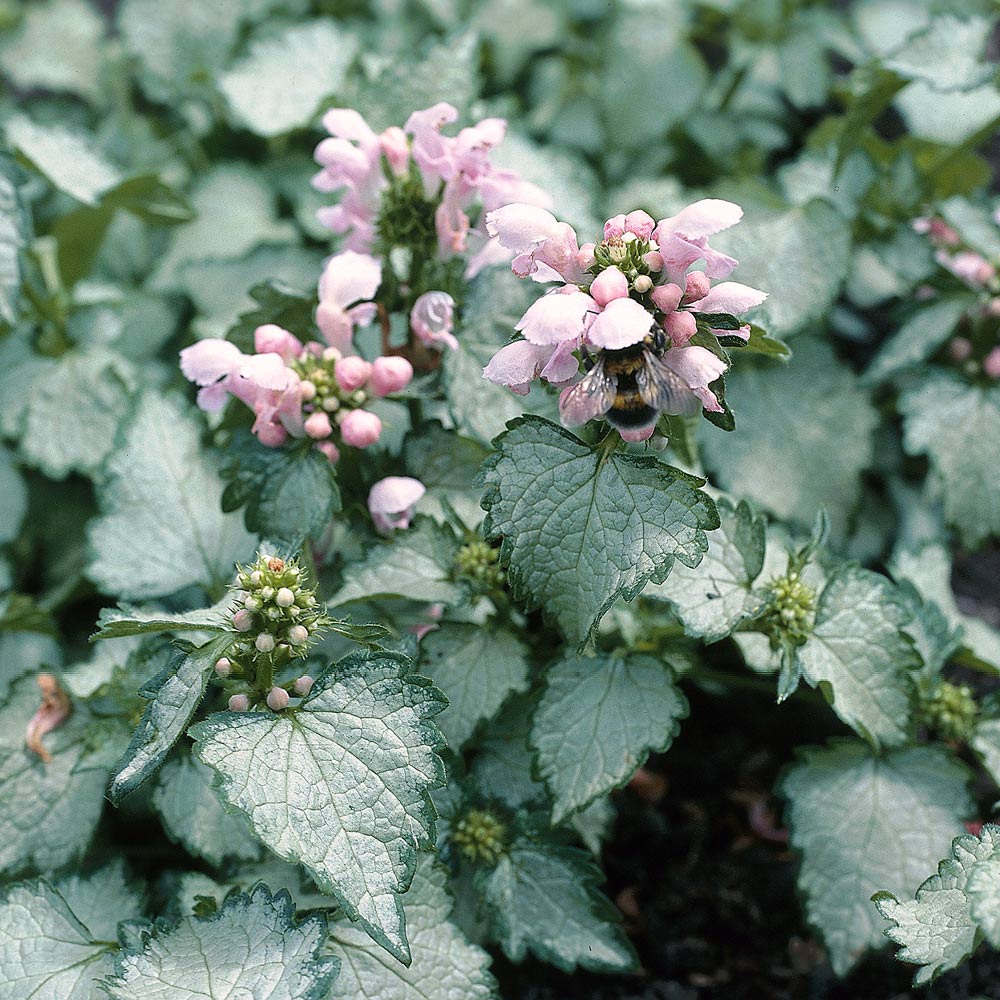 Lamium maculatum 'Pink Pewter'