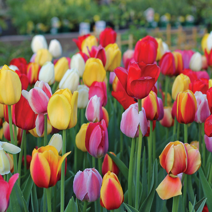 Next Generation Perennial Tulip Mix
