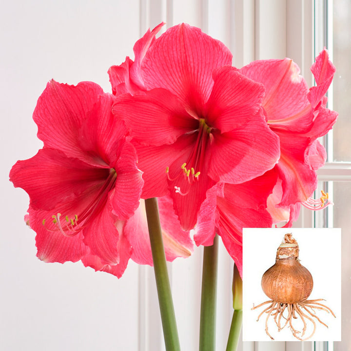 Amaryllis 'Pink Surprise,' one bulb in linen bag