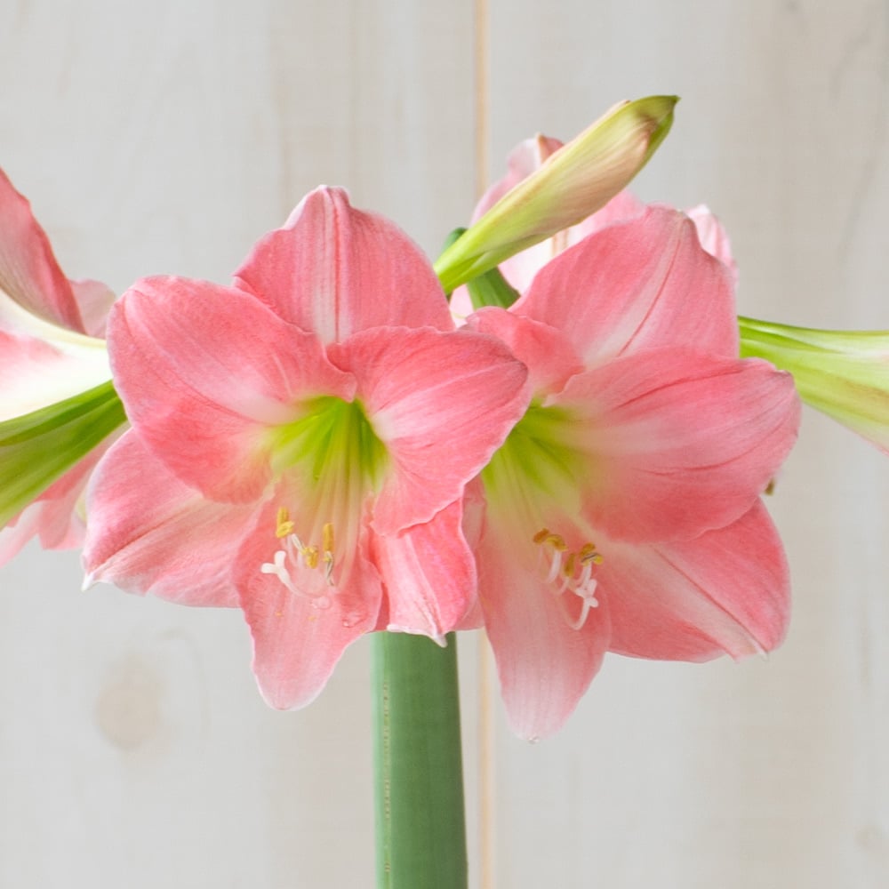 Amaryllis 'Rebecca,' one bulb in nursery pot