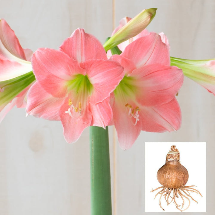 Amaryllis 'Rebecca,' one bulb in linen bag