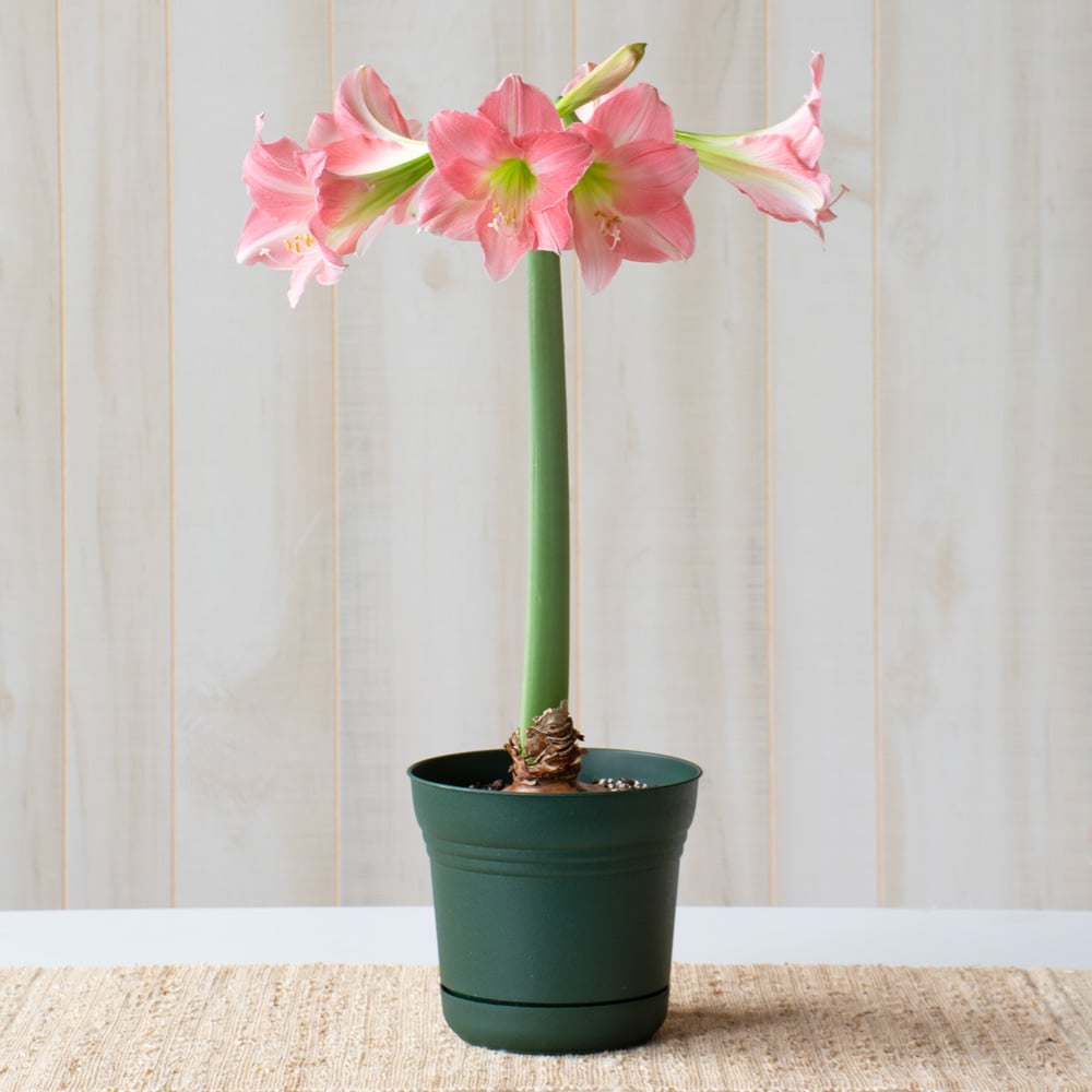 Amaryllis 'Rebecca,' one bulb in nursery pot