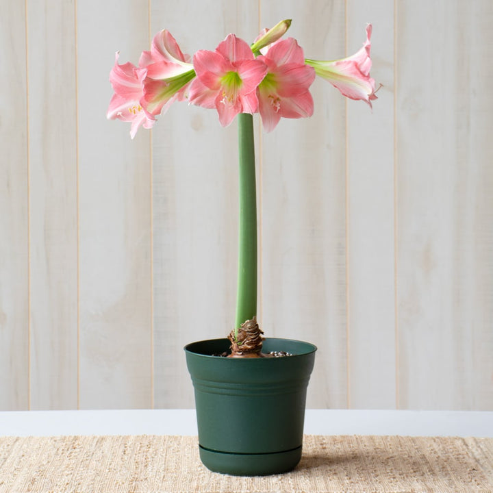 Amaryllis 'Rebecca,' one bulb in nursery pot