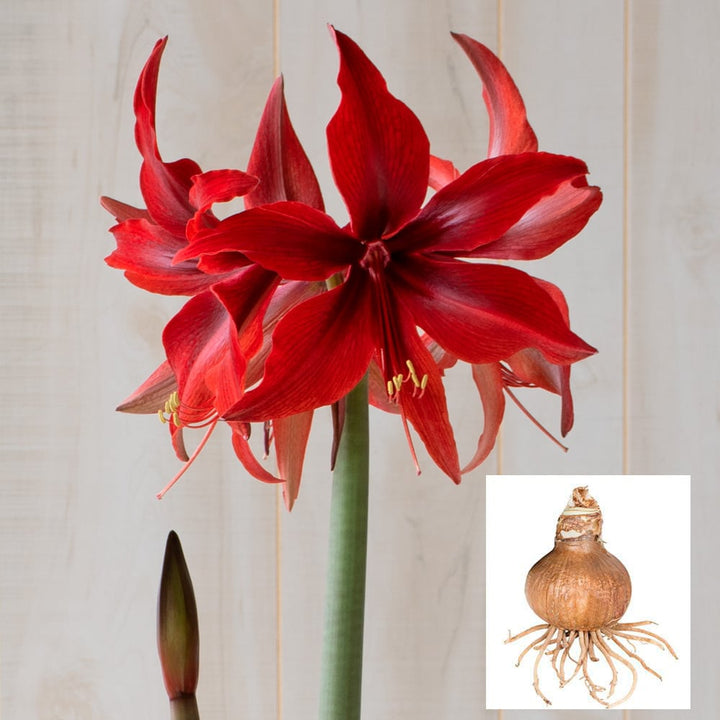 Amaryllis 'Red Amazone,' one bulb in linen bag