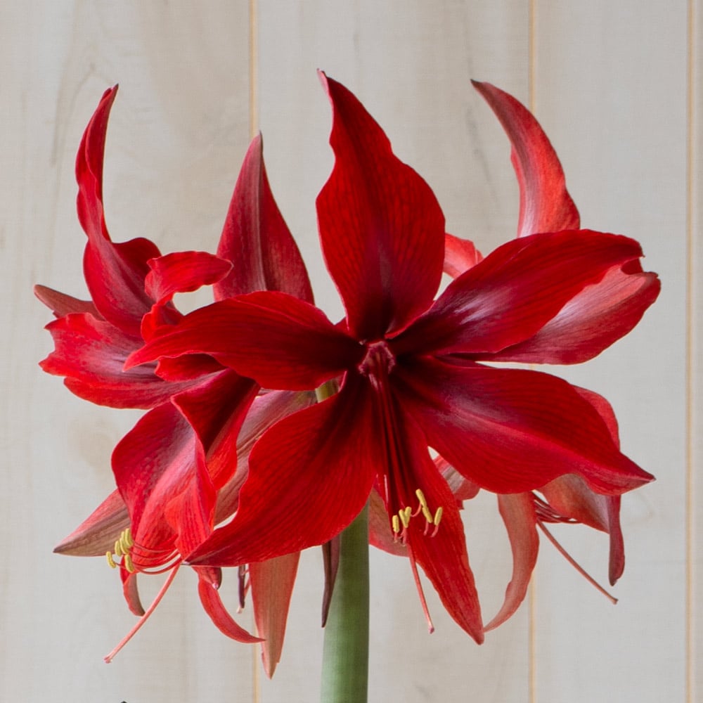 Amaryllis 'Red Amazone,' one bulb in nursery pot