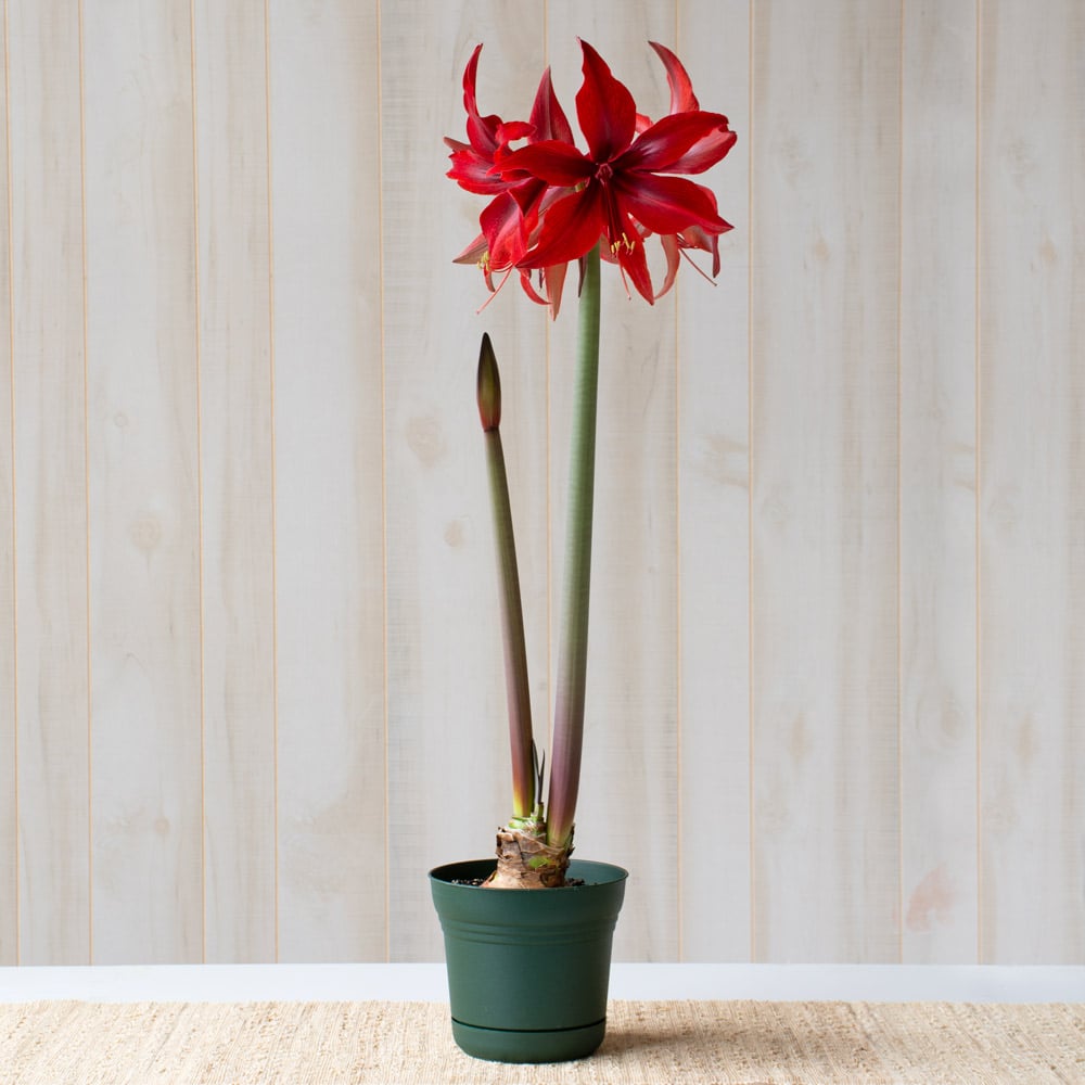 Amaryllis 'Red Amazone,' one bulb in nursery pot