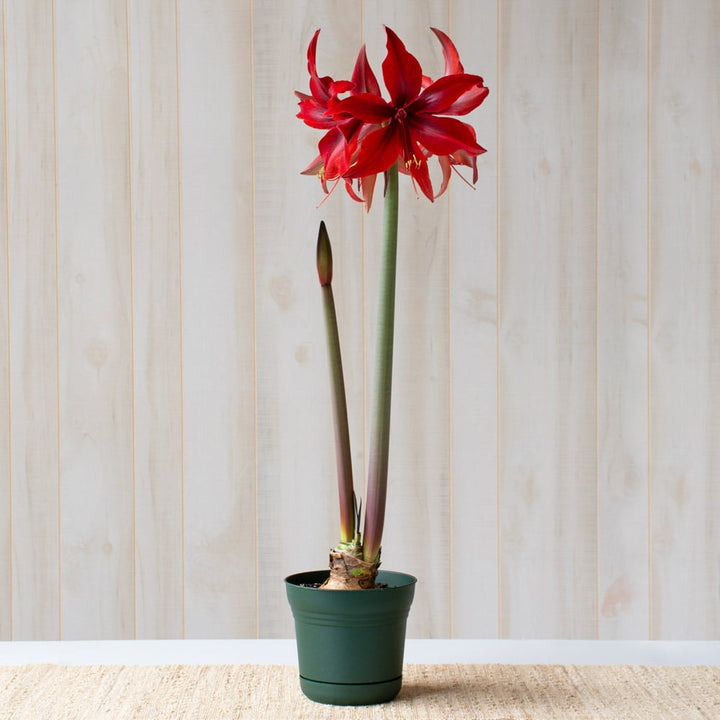 Amaryllis 'Red Amazone,' one bulb in nursery pot
