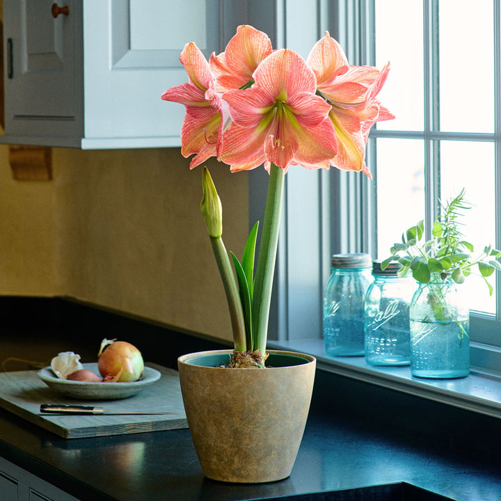 Amaryllis 'Terra Cotta Star,' one bulb in resin cachepot