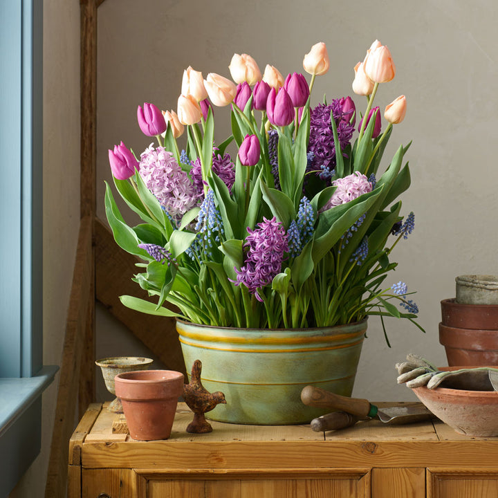 April Morning Bulb Garden in X-large metal cachepot