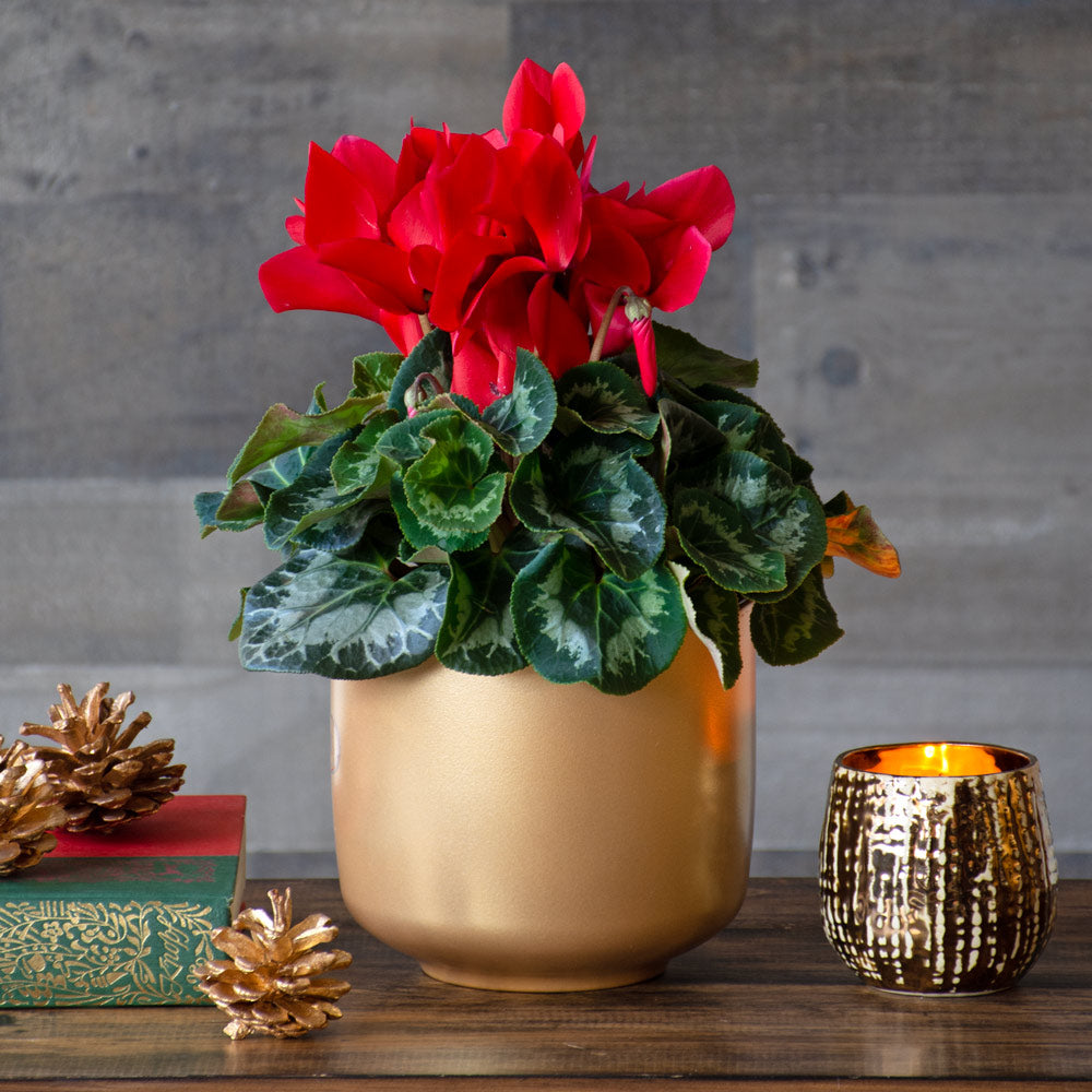 Cyclamen Halios® Bright Scarlet in gold-toned ceramic cachepot