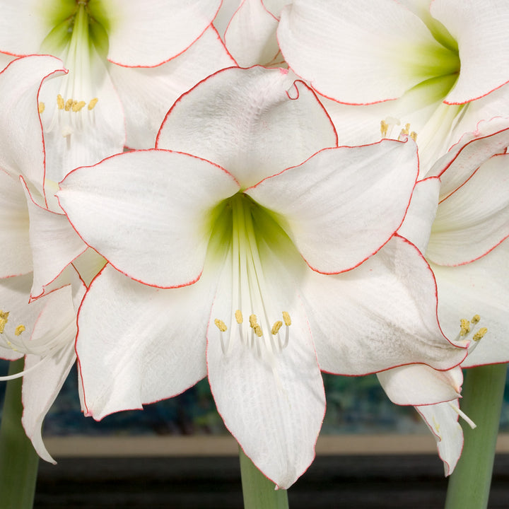 Amaryllis 'Picotee,' one bulb in nursery pot