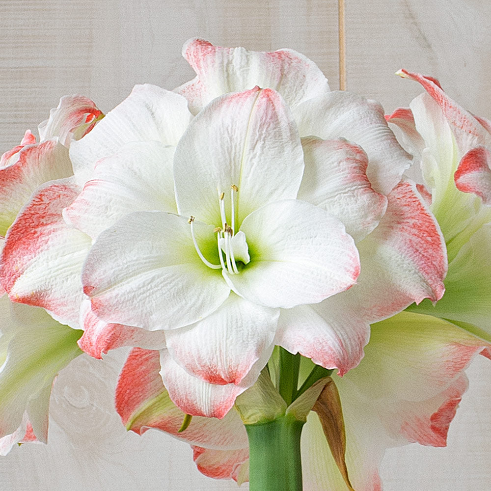 Amaryllis 'Candy Amadeus,' one bulb in nursery pot