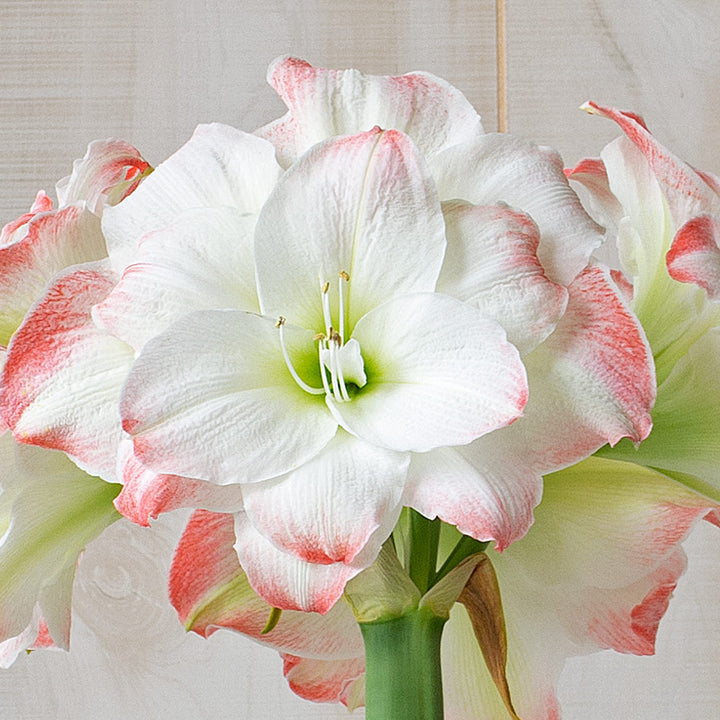 Amaryllis 'Candy Amadeus,' one bulb in nursery pot