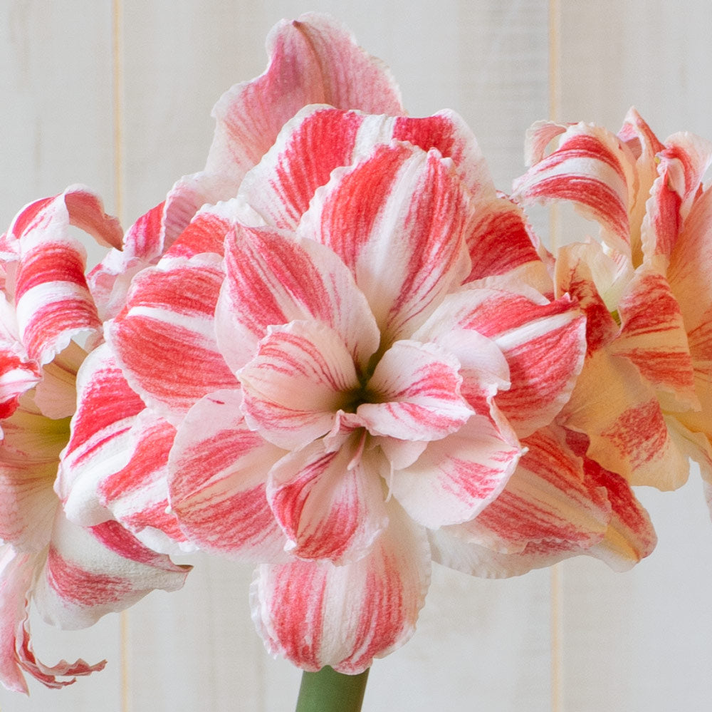 Amaryllis 'Amazing Belle,' one bulb in nursery pot