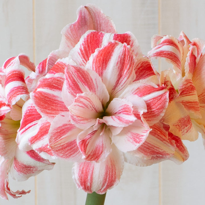 Amaryllis 'Amazing Belle,' one bulb in nursery pot