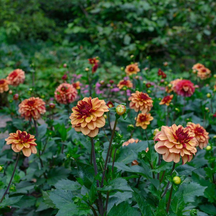 Dahlia 'Crème de Cognac'