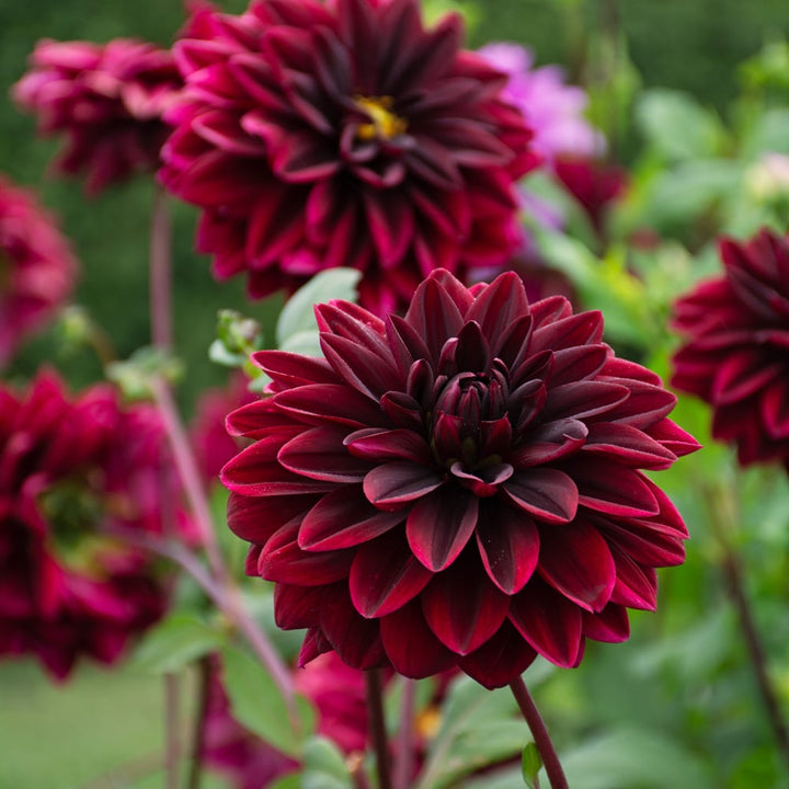 Dahlia 'Sam Hopkins'