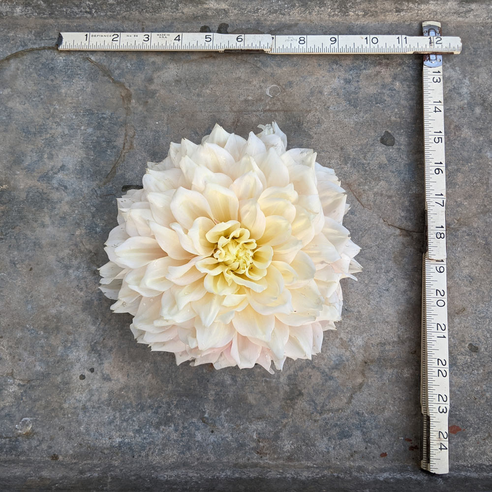 Dahlia 'Break Out'
