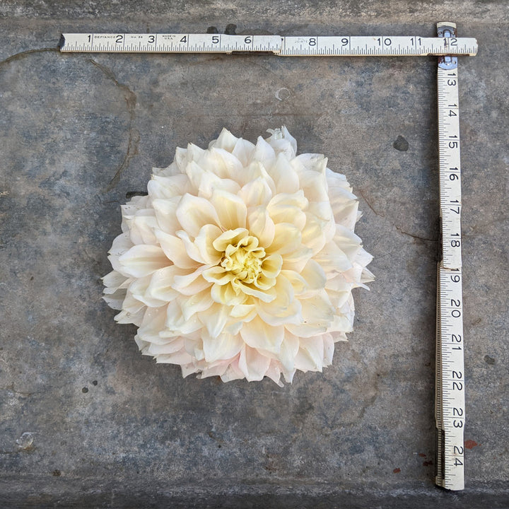Dahlia 'Break Out'