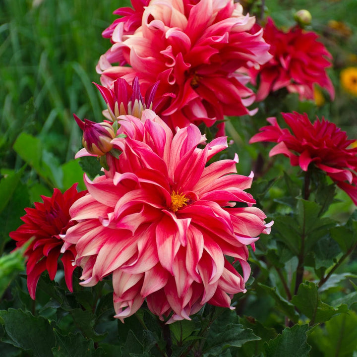 Dahlia 'Red Labyrinth'