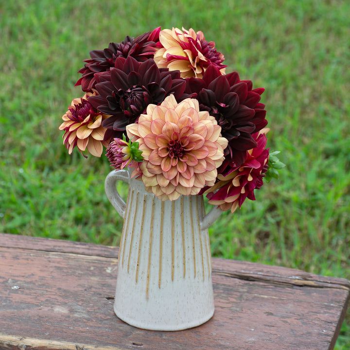 Dashing Duo Dahlia Collection