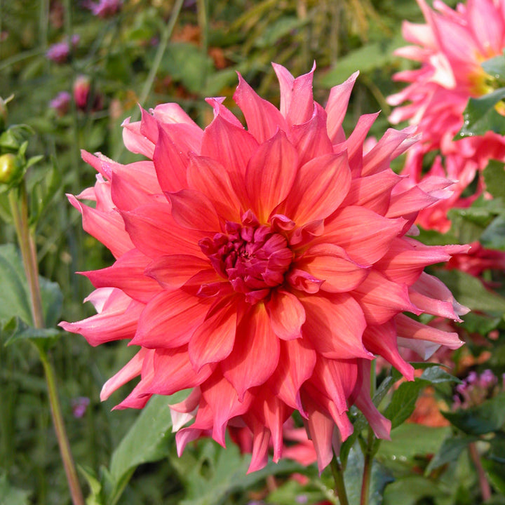 Dahlia 'Belle of Barmera'