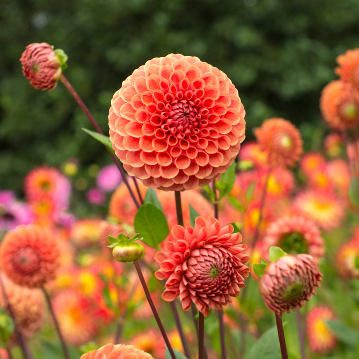 Dahlia 'Cornel Bronze'