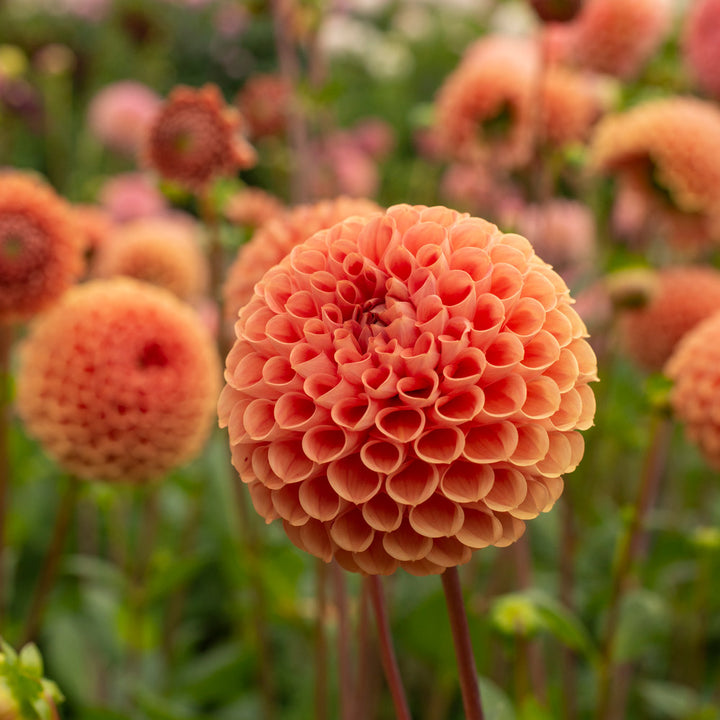 Dahlia 'Cornel Bronze'