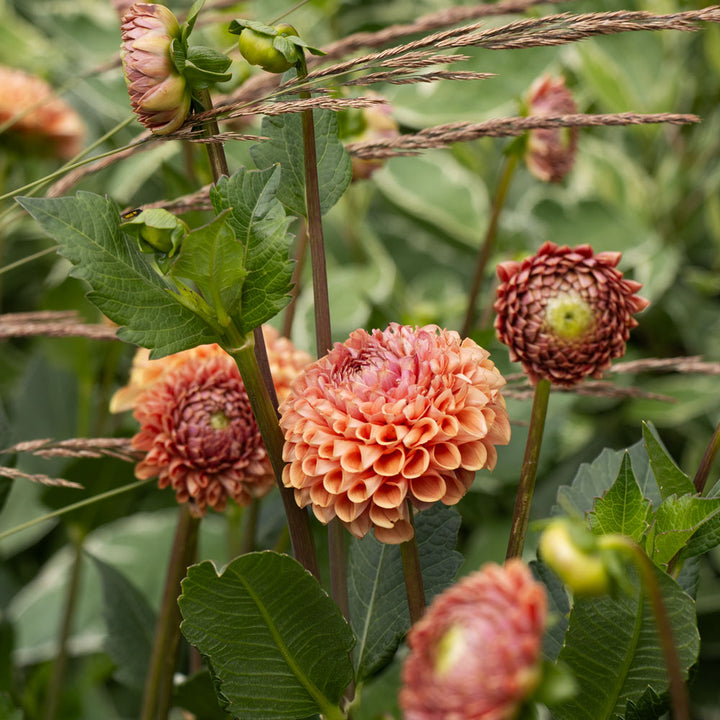 Dahlia 'Cornel Bronze'