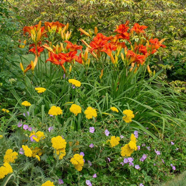 Hemerocallis 'Alabama Jubilee'