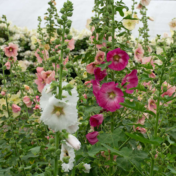 Alcea Perennial Singles