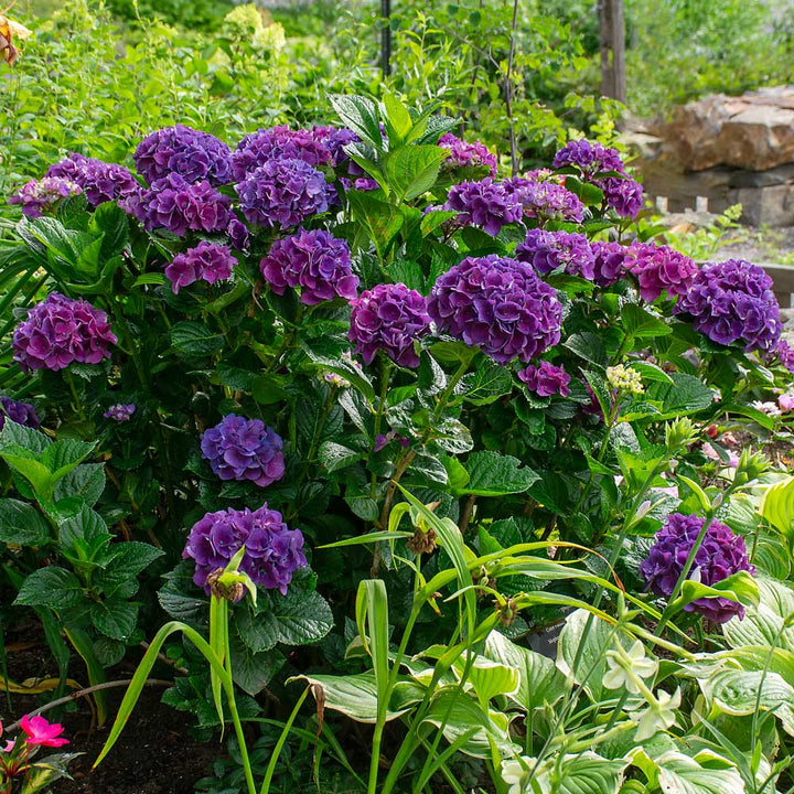 Hydrangea macrophylla Color Fantasy®