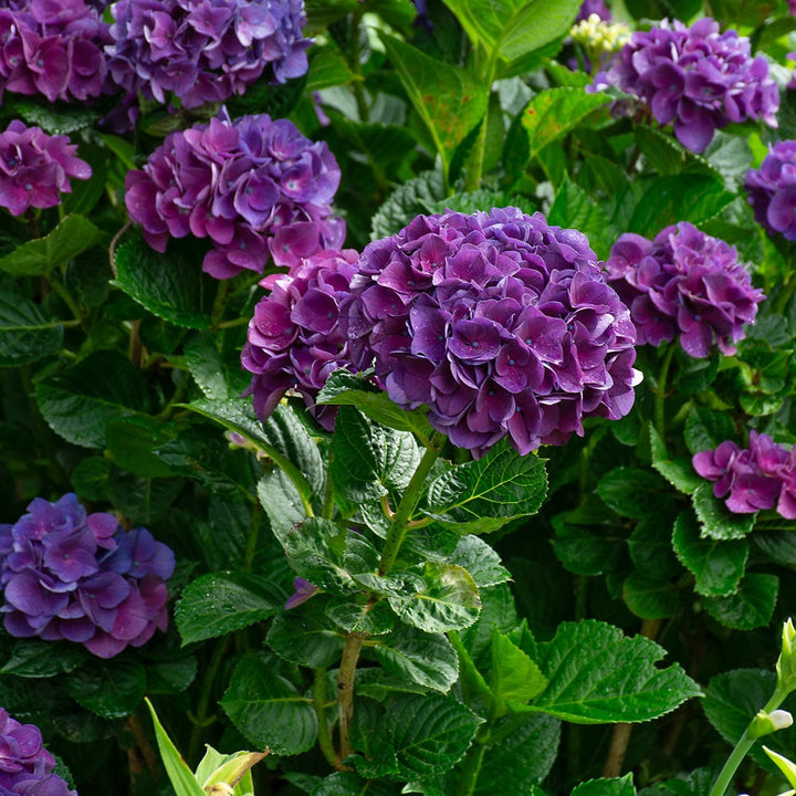 Hydrangea macrophylla Color Fantasy®