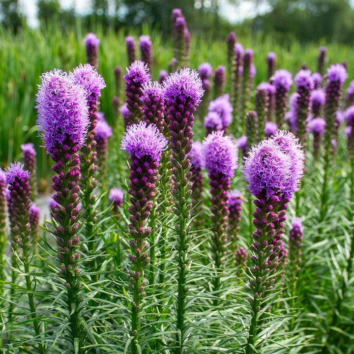 Liatris spicata 'Kobold'