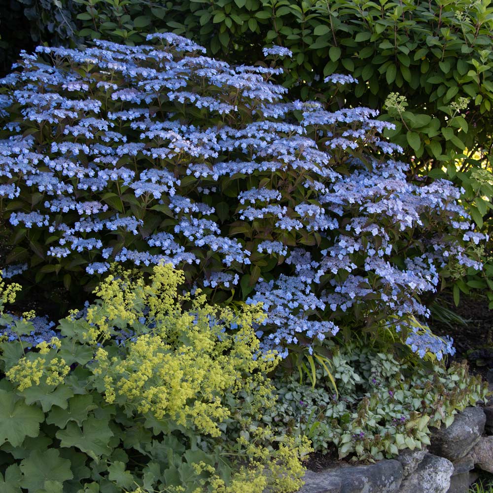 Hydrangea serrata Tiny Tuff Stuff™