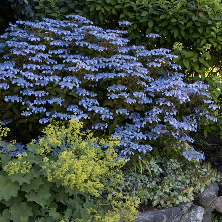 Hydrangea serrata Tiny Tuff Stuff™