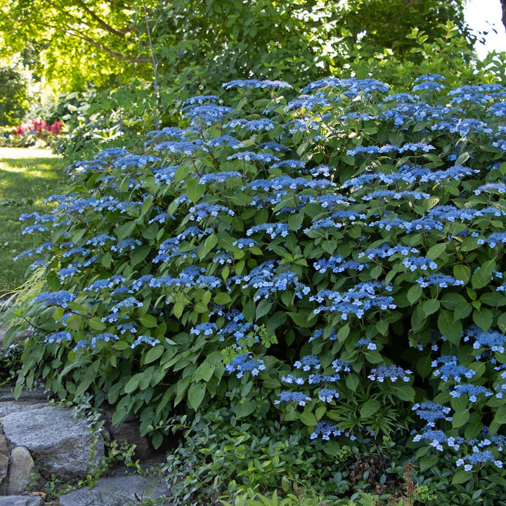 Hydrangea serrata 'Blue Billow'