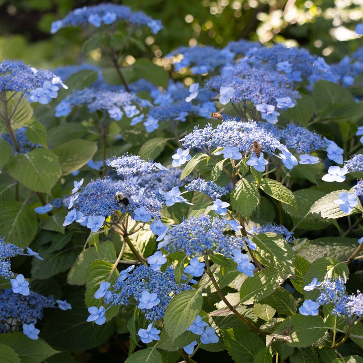 Hydrangea serrata 'Blue Billow'