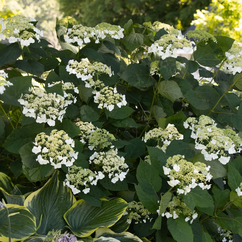Hydrangea arborescens 'Haas' Halo'