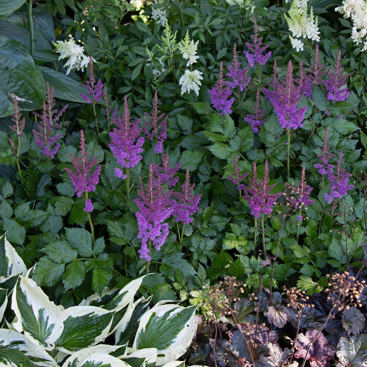 Astilbe chinensis 'Visions'
