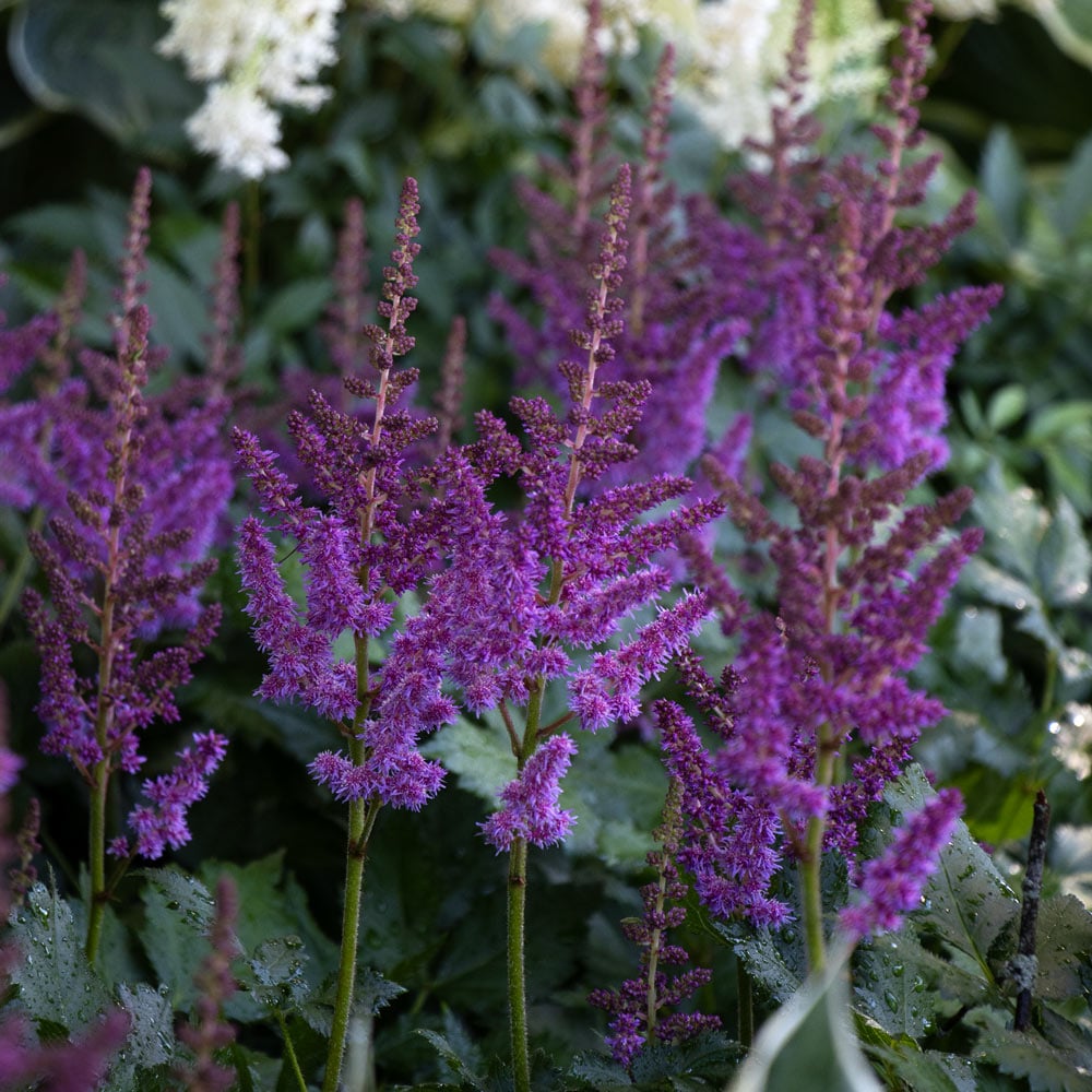 Astilbe chinensis 'Visions'