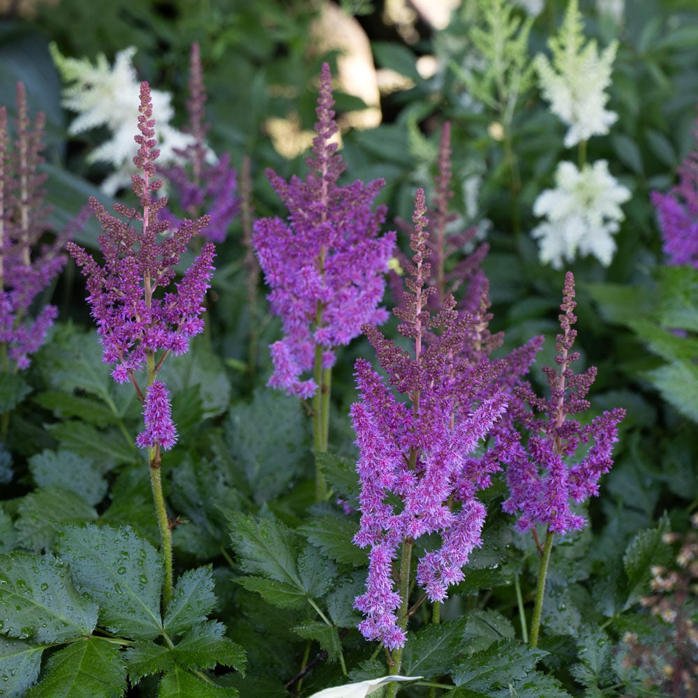 Astilbe chinensis 'Visions'