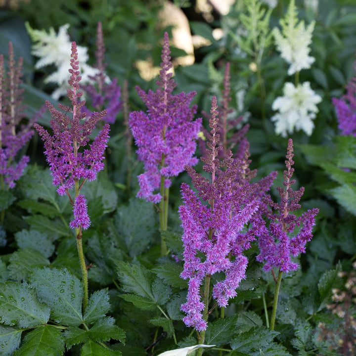 Astilbe chinensis 'Visions'