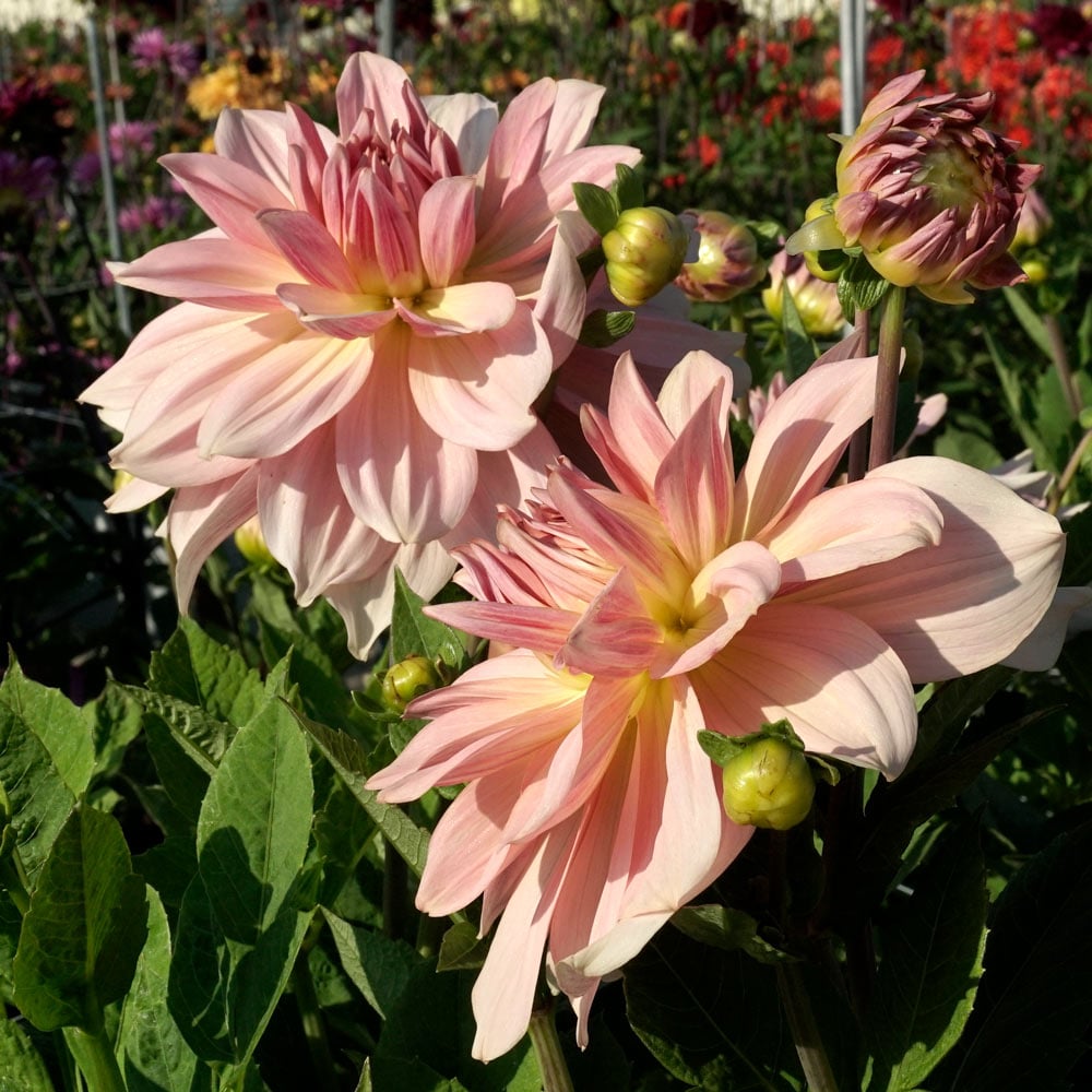 Dahlia 'Fairway Pilot'