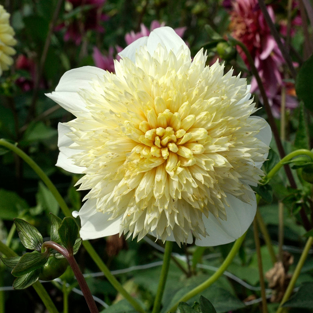 Dahlia 'Platinum Blonde'