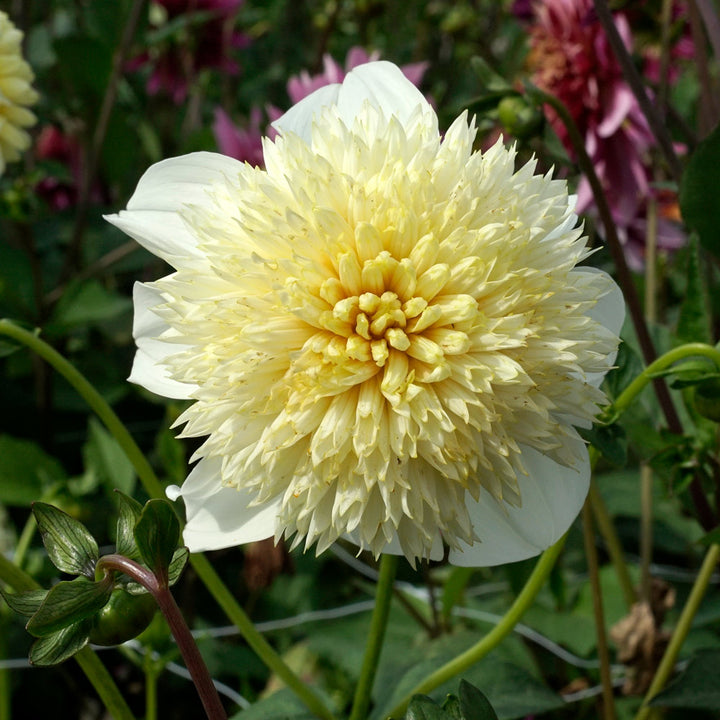 Dahlia 'Platinum Blonde'