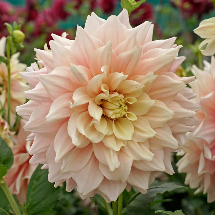 Dahlia 'Break Out'