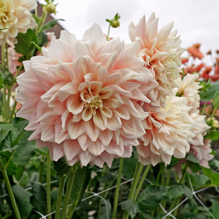 Dahlia 'Break Out'