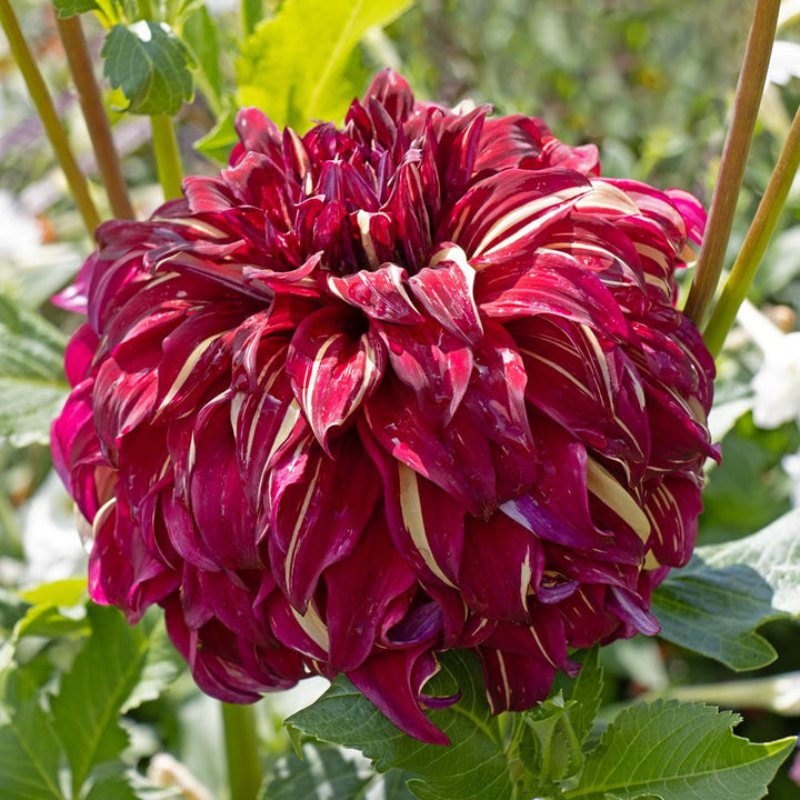 Dahlia 'Bohemian Spartacus'